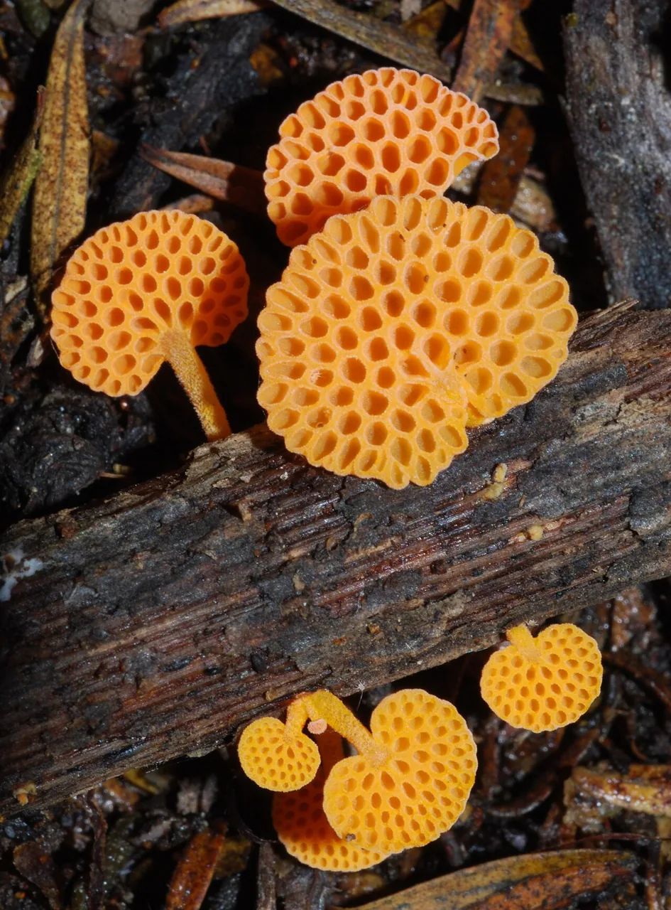 Favolaschia tonkinensis (Favolaschia tonkinensis) — photo mycologique