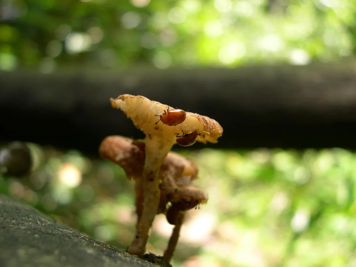 Favolus albus (Favolus albus) — photo mycologique