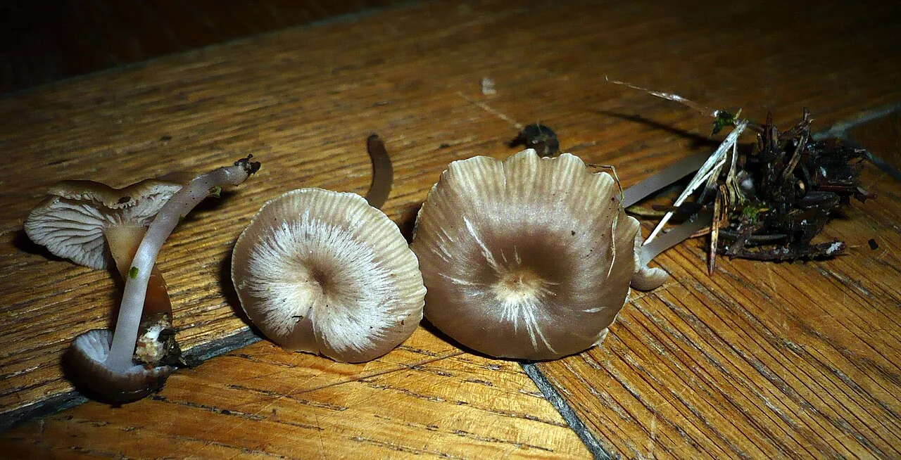 Fayodia campanella (Fayodia campanella) — photo mycologique