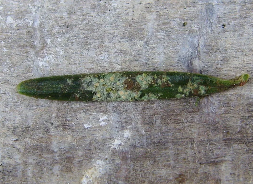Fellhanera lisowskii (Fellhanera lisowskii) — photo mycologique