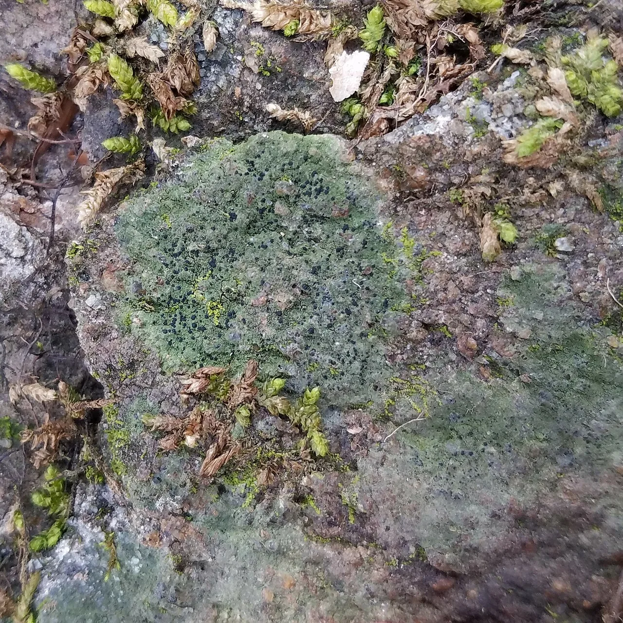 Fellhanera viridisorediata (Fellhanera viridisorediata) — photo mycologique