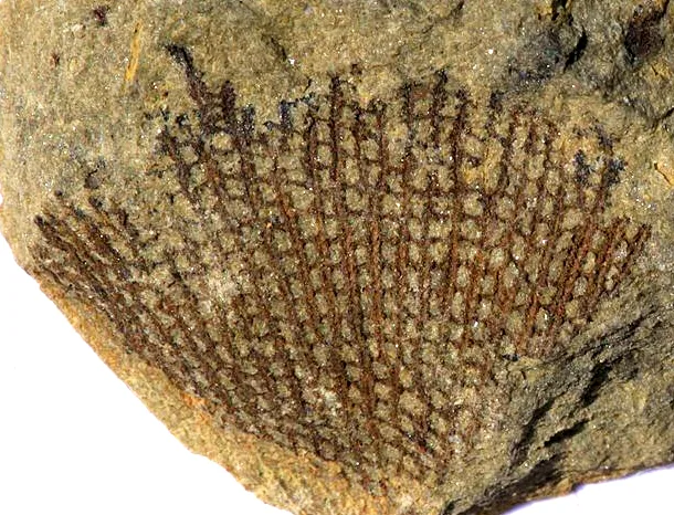 Fenestella macrospora (Fenestella macrospora) — photo mycologique