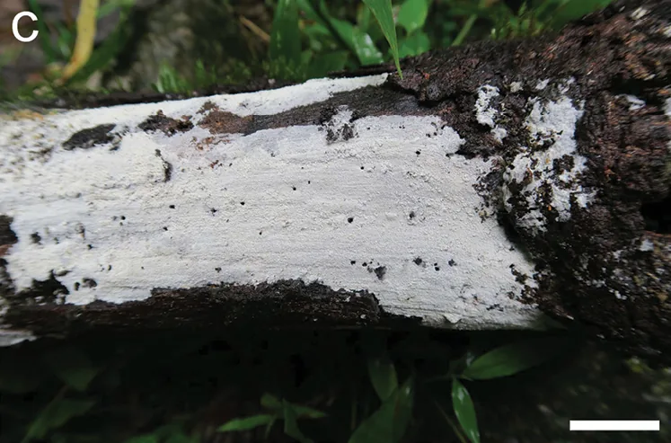 Fibrodontia brevidens (Fibrodontia brevidens) — photo mycologique