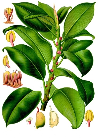 Ficus / Caoutchouc (Ficus) — photo botanique