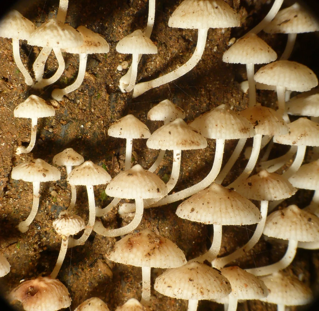 Filoboletus clypeatus (Filoboletus clypeatus) — photo mycologique