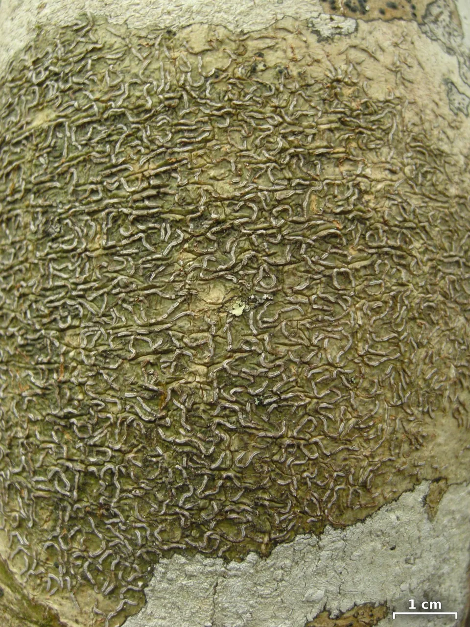 Fissurina globulifica (Fissurina globulifica) — photo mycologique