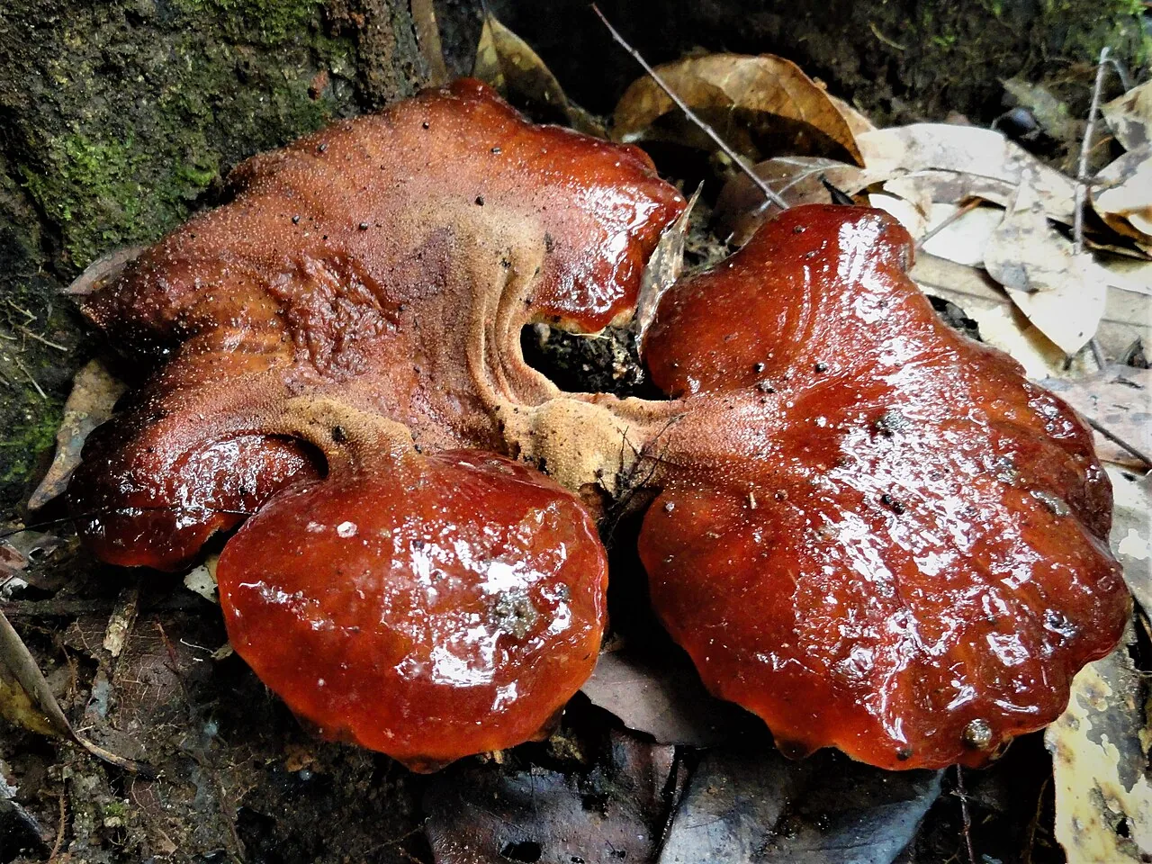 Fistulina subhepatica (Fistulina subhepatica) — photo mycologique
