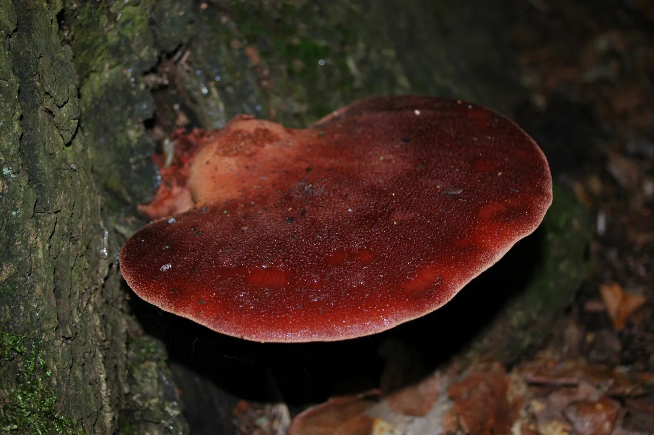 Fistulina tasmanica (Fistulina tasmanica) — photo mycologique