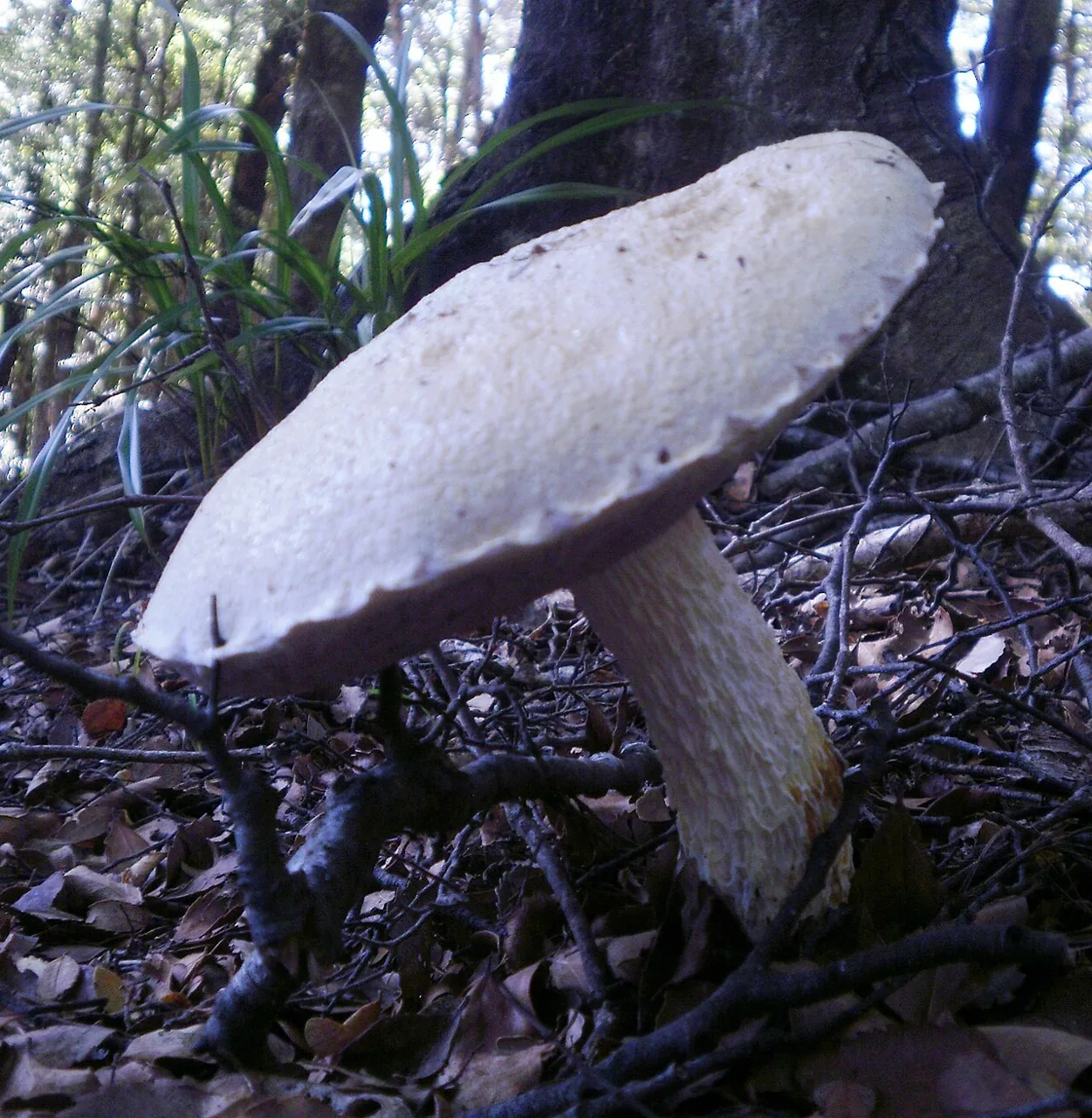 Fistulinella nivea (Fistulinella nivea) — photo mycologique