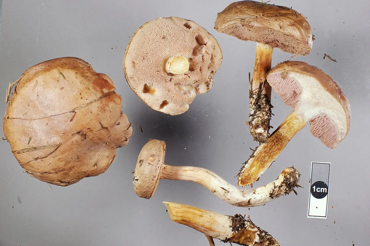 Fistulinella viscida (Fistulinella viscida) — photo mycologique
