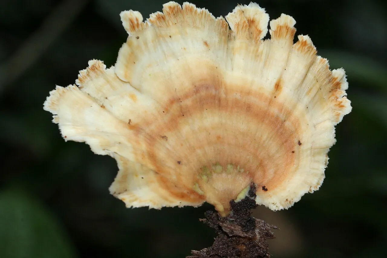 Flabellophora aurantiaca (Flabellophora aurantiaca) — photo mycologique