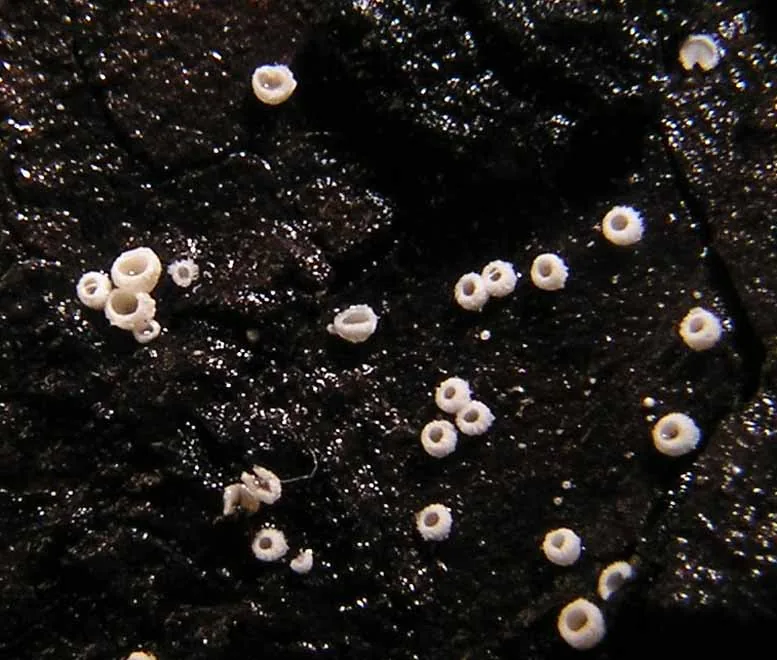 Flagelloscypha abieticola (Flagelloscypha abieticola) — photo mycologique