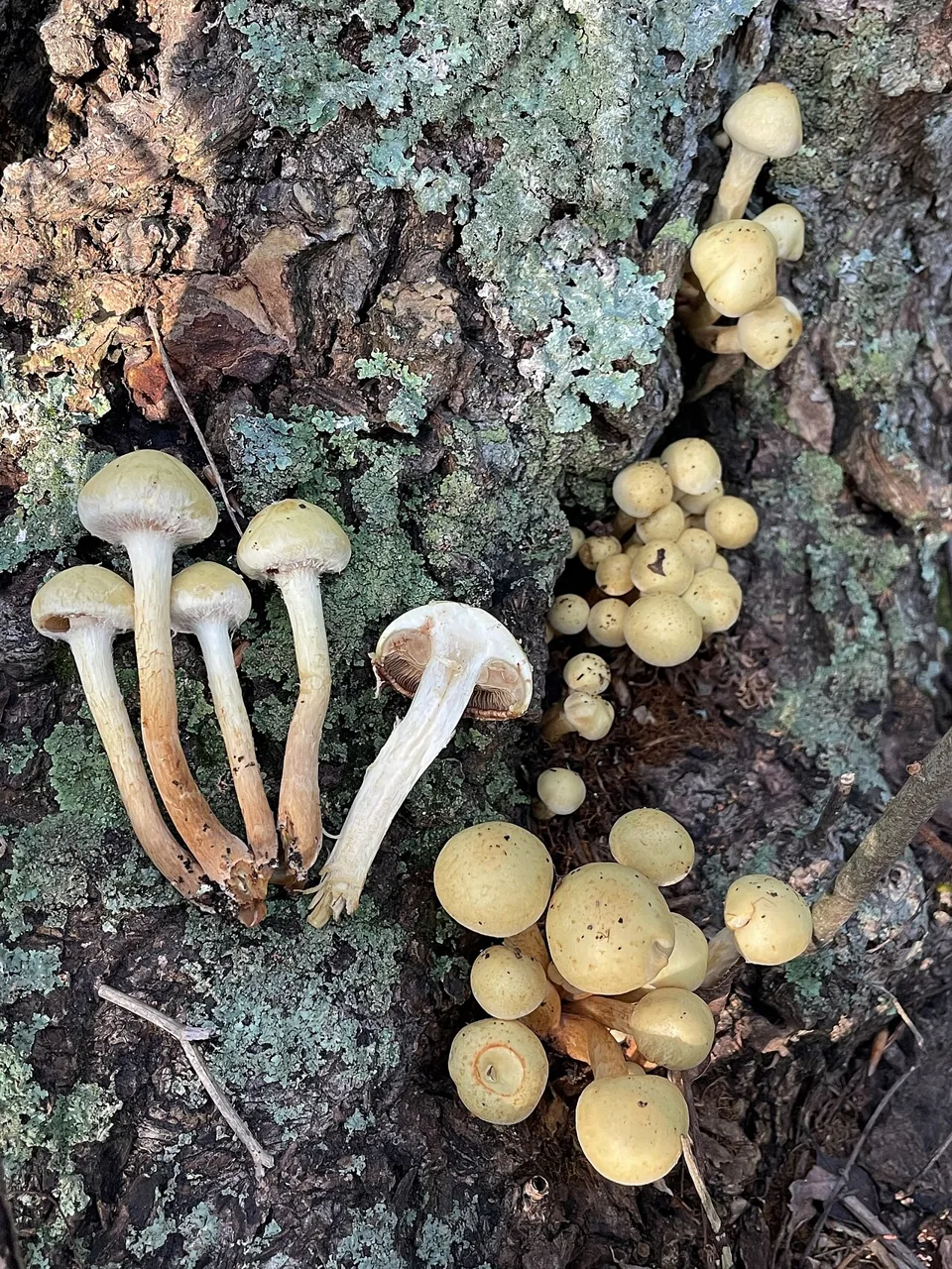 Flammula alnicola (Flammula alnicola) — photo mycologique