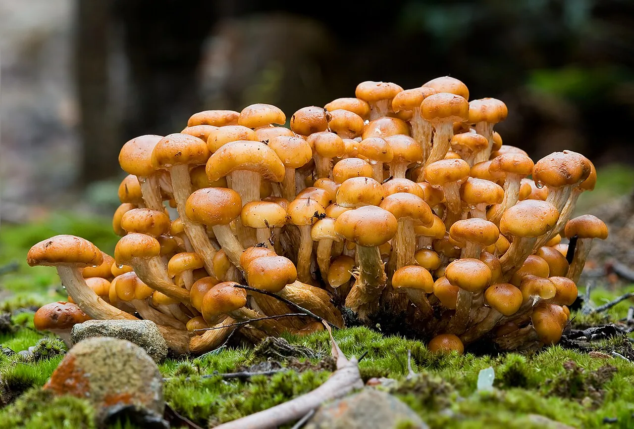 Flammula pinicola (Flammula pinicola) — photo mycologique
