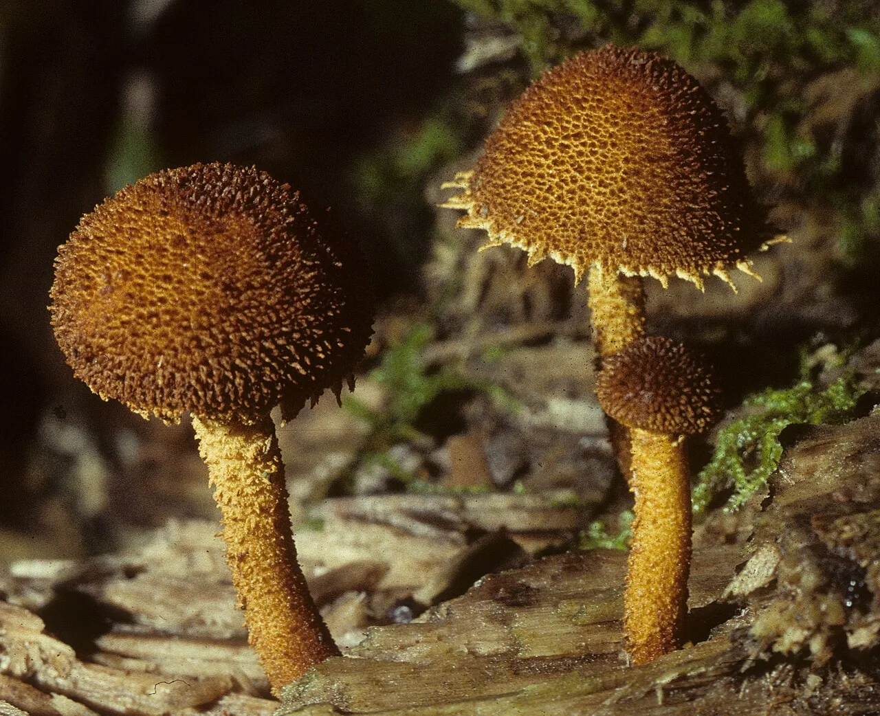 Flammulaster ferrugineus (Flammulaster ferrugineus) — photo mycologique