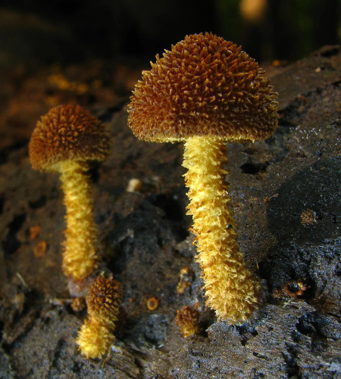 Flammulaster muricatus (Flammulaster muricatus) — photo mycologique
