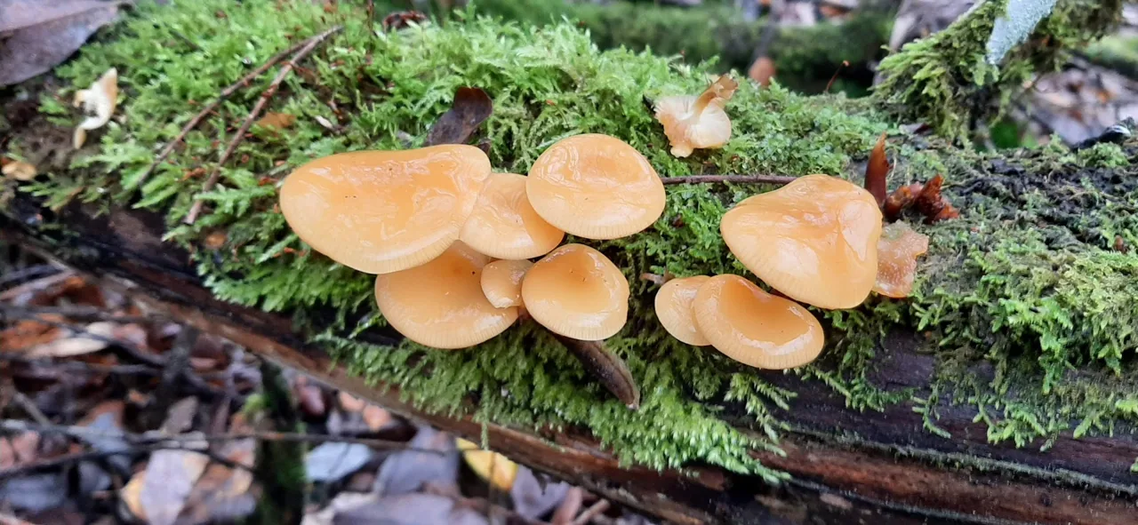 Flammulina finlandica (Flammulina finlandica) — photo mycologique