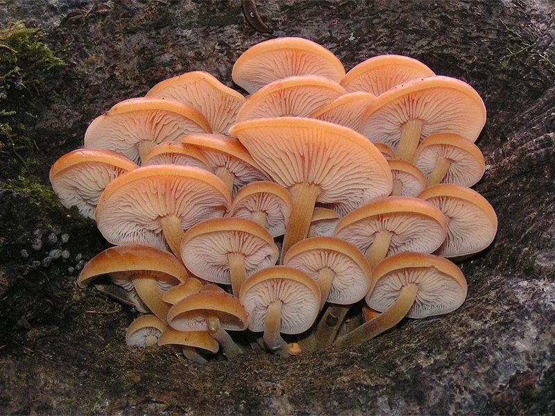 Flammulina velutipes (Flammulina velutipes) — photo mycologique