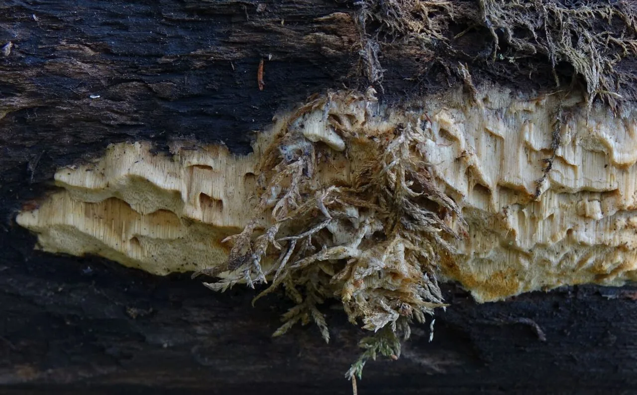 Flavidoporia mellita (Flavidoporia mellita) — photo mycologique