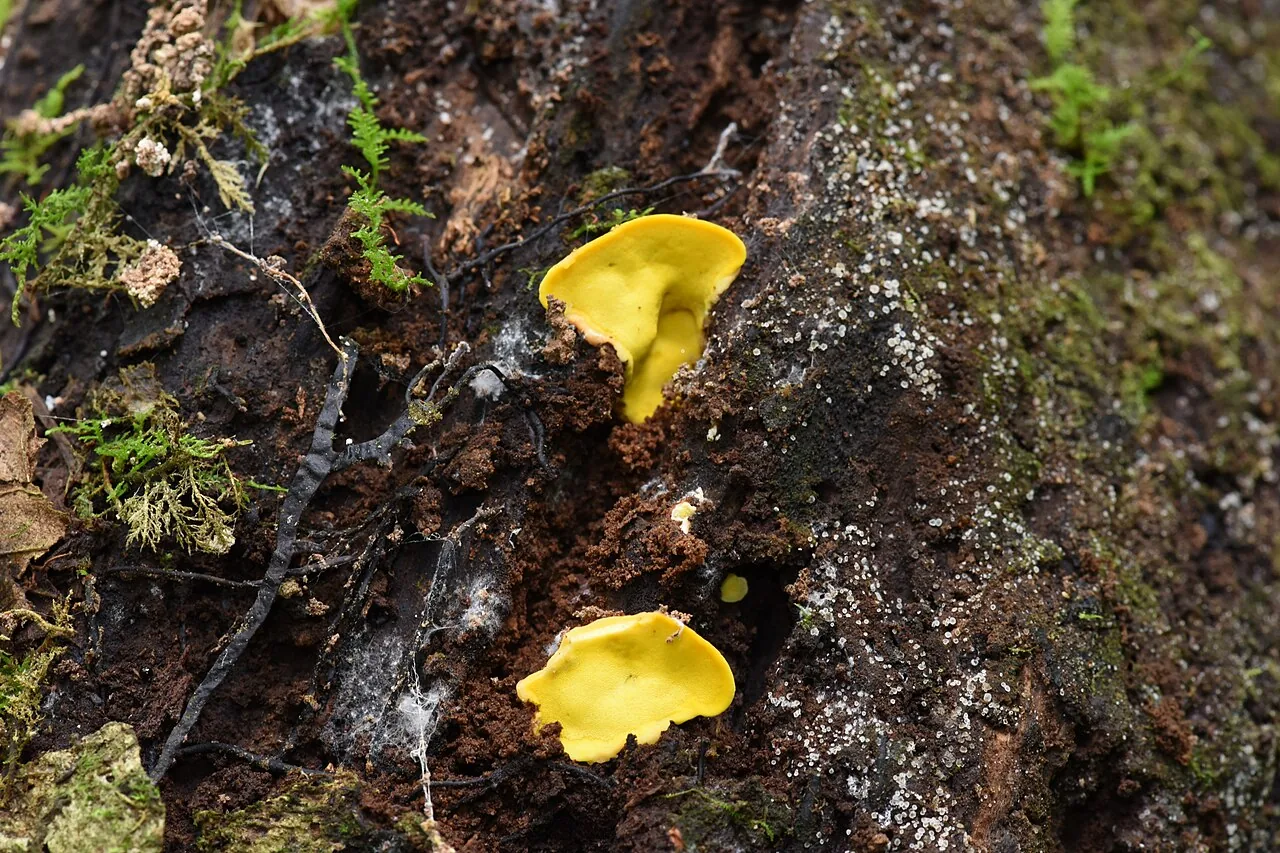 Flaviporus liebmannii (Flaviporus liebmannii) — photo mycologique
