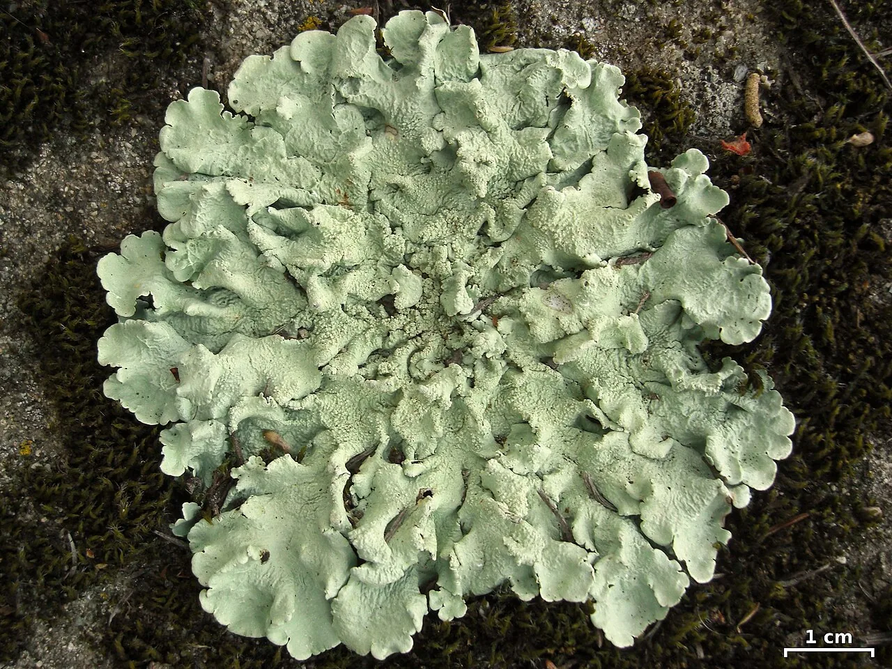 Flavoparmelia amplexa (Flavoparmelia amplexa) — photo mycologique