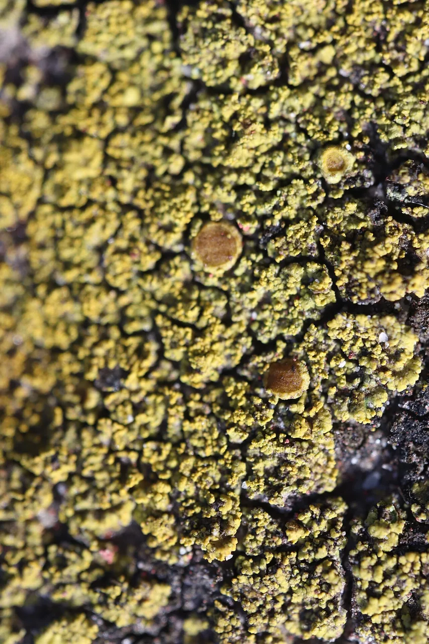 Flavoplaca arcis (Flavoplaca arcis) — photo mycologique