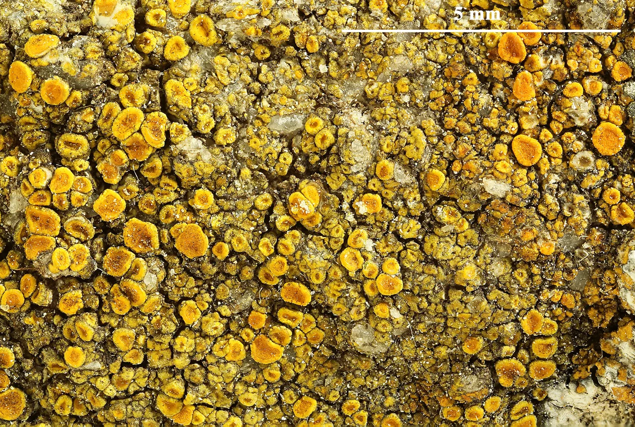 Flavoplaca calcitrapa (Flavoplaca calcitrapa) — photo mycologique