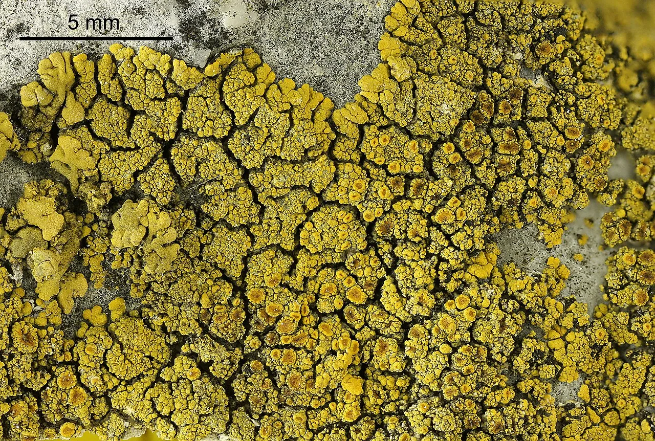 Flavoplaca granulosa (Flavoplaca granulosa) — photo mycologique