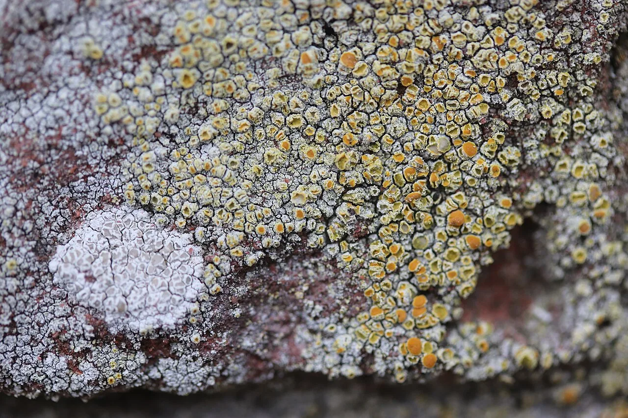 Flavoplaca limonia (Flavoplaca limonia) — photo mycologique