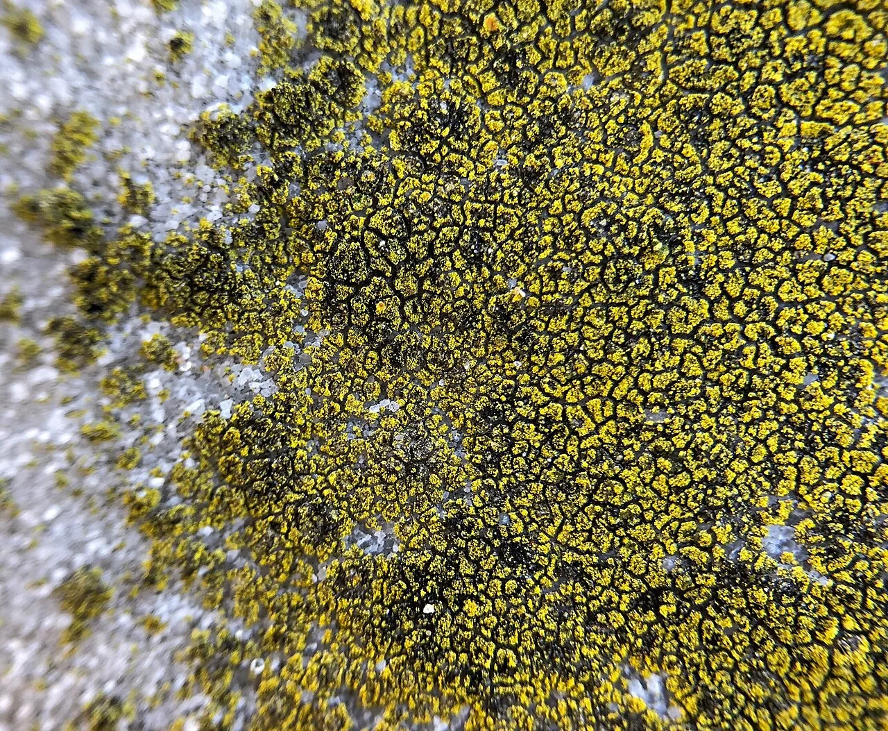 Flavoplaca lutea (Flavoplaca lutea) — photo mycologique