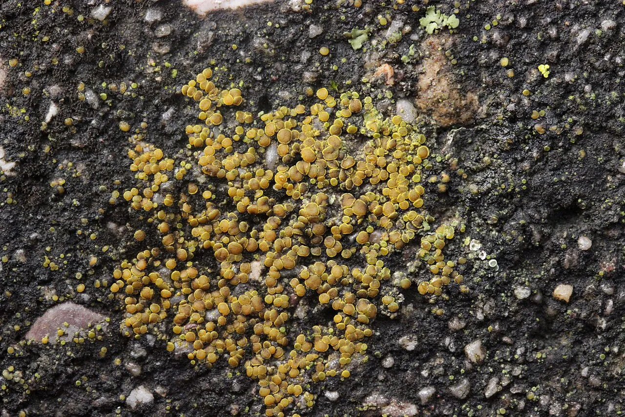 Flavoplaca oasis (Flavoplaca oasis) — photo mycologique