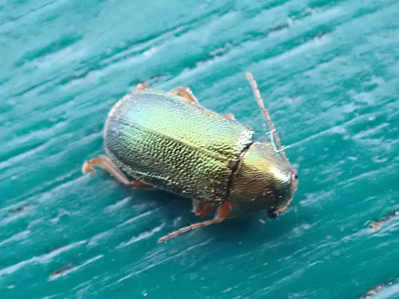 Floricola viticola (Floricola viticola) — photo mycologique