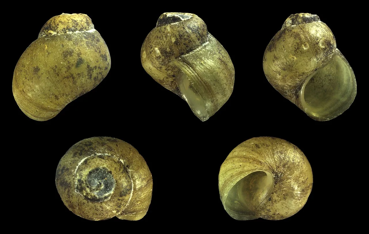Fluminicola thailandensis (Fluminicola thailandensis) — photo mycologique