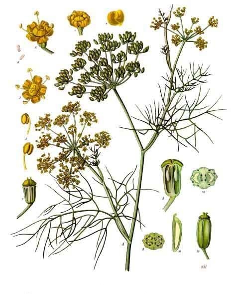 Fenouil (Foeniculum) — photo botanique