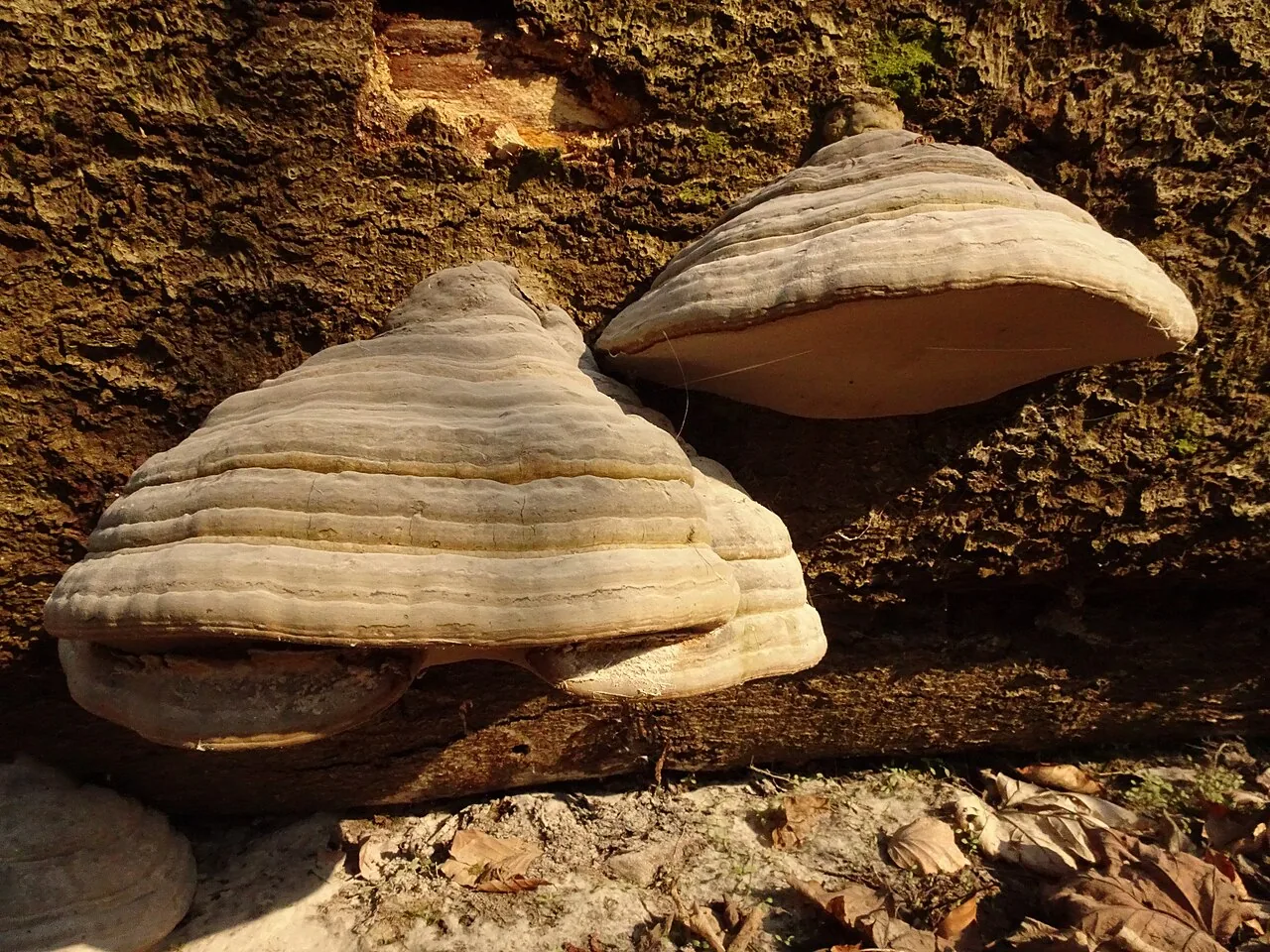 Fomes fomentarius (Fomes fomentarius) — photo mycologique