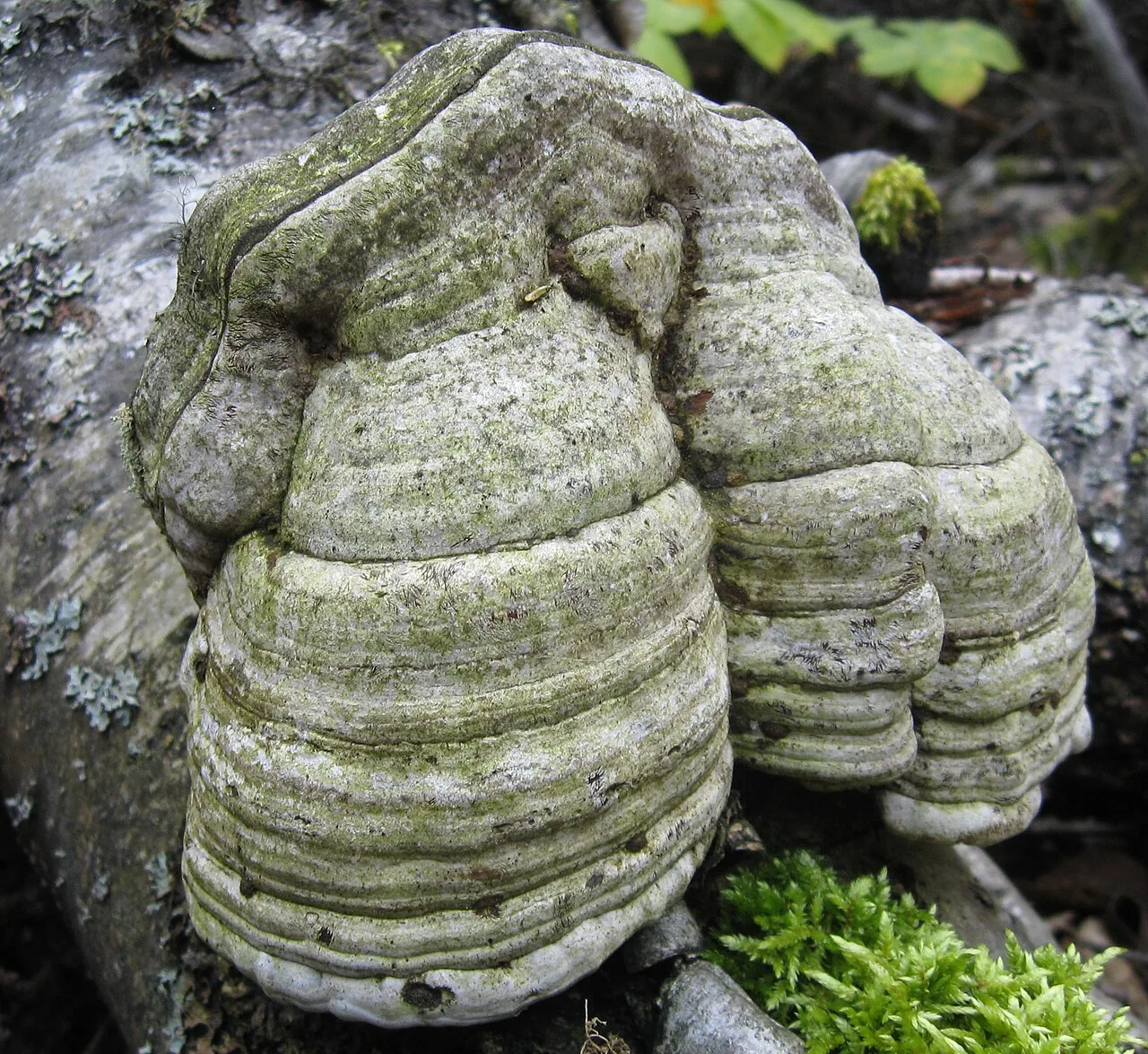 Fomes pini-canadensis (Fomes pini-canadensis) — photo mycologique