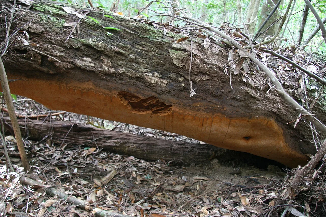Fomitiporia apiahyna (Fomitiporia apiahyna) — photo mycologique