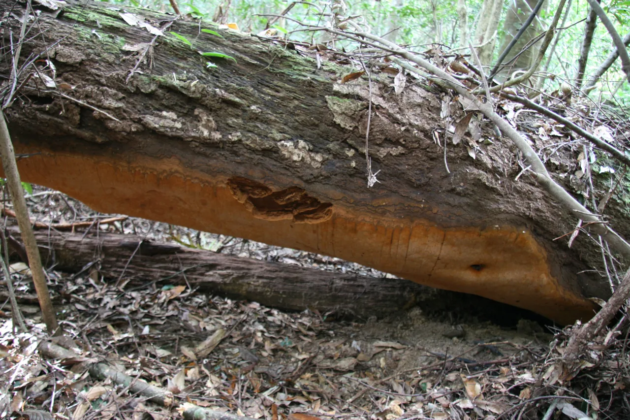 Fomitiporia mediterranea (Fomitiporia mediterranea) — photo mycologique