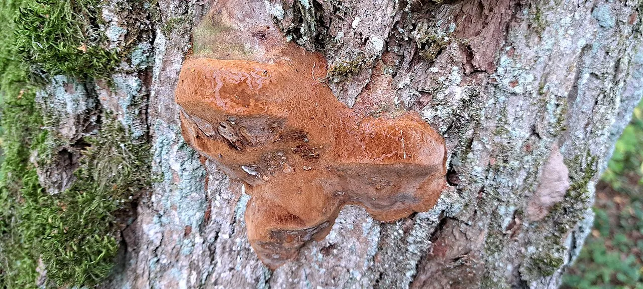 Fomitiporia robusta (Fomitiporia robusta) — photo mycologique