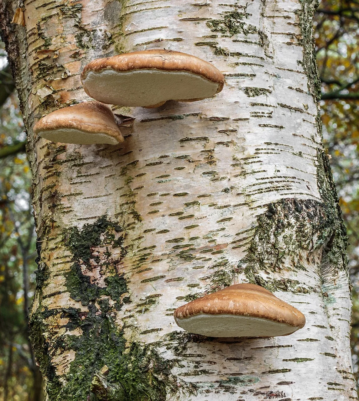 Fomitopsis betulina (Fomitopsis betulina) — photo mycologique