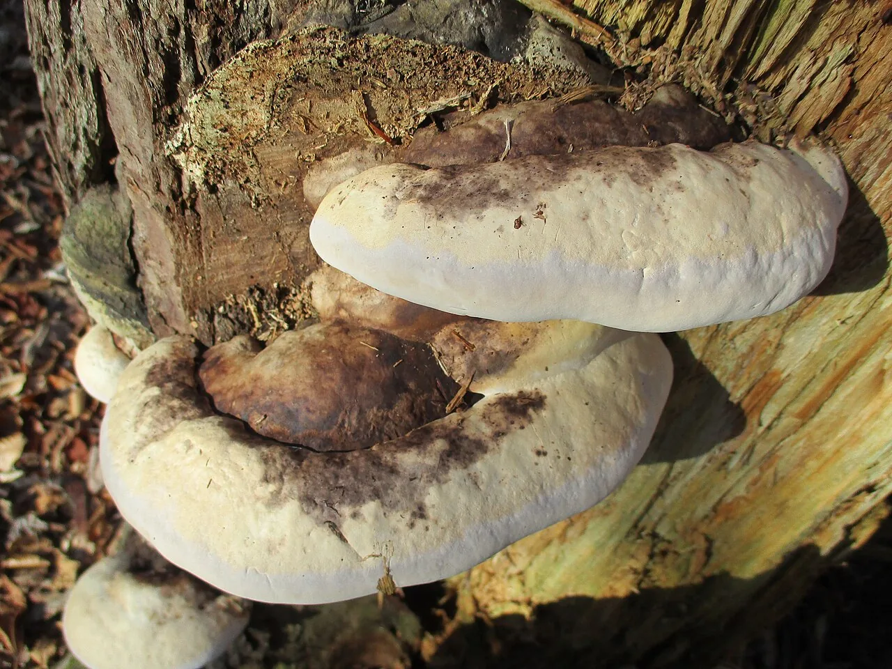 Fomitopsis ochracea (Fomitopsis ochracea) — photo mycologique
