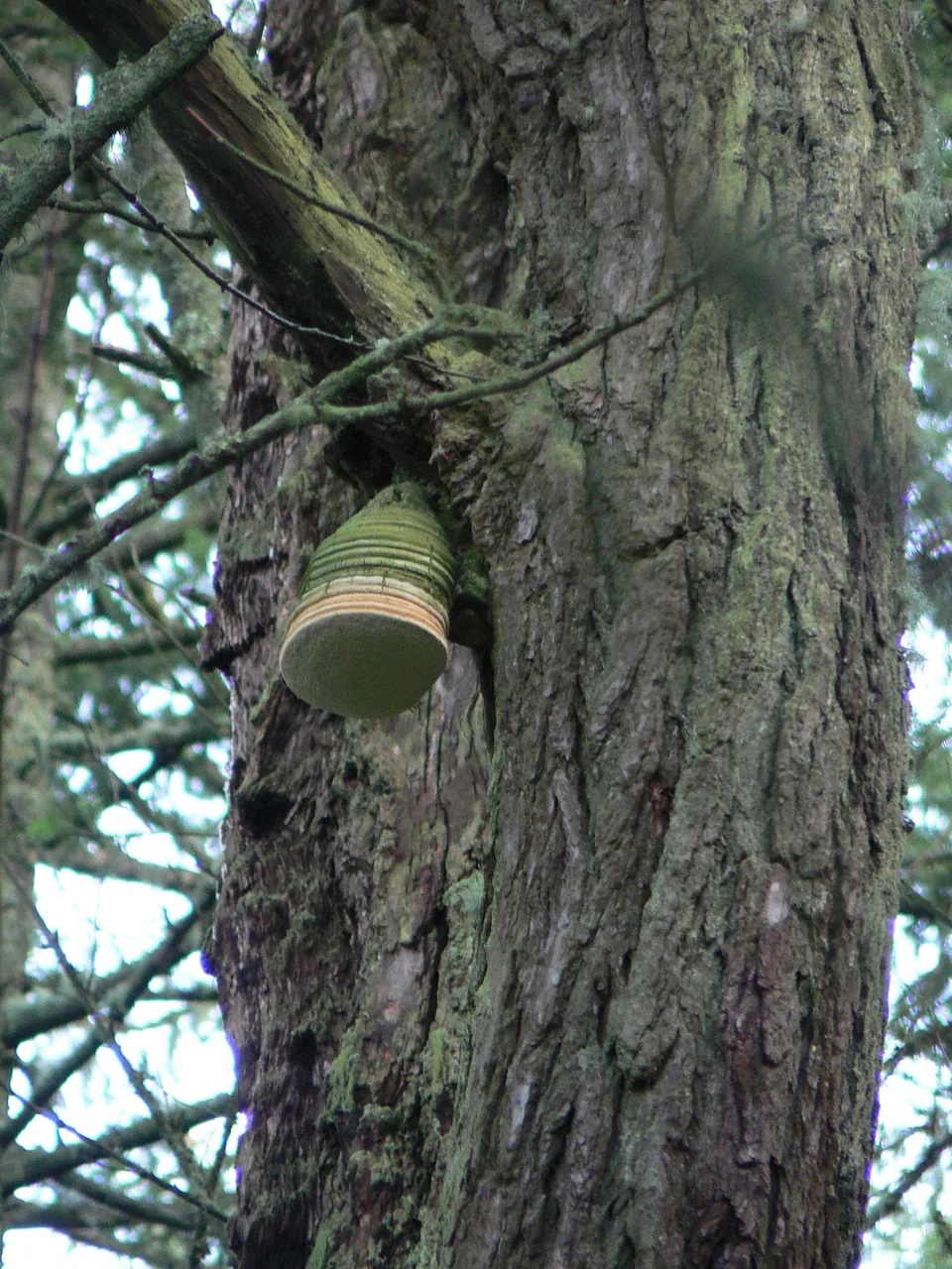 Fomitopsis officinalis (Fomitopsis officinalis) — photo mycologique