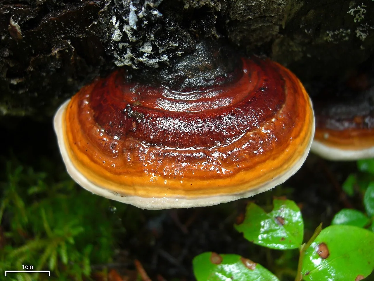Fomitopsis pinicola (Fomitopsis pinicola) — photo mycologique