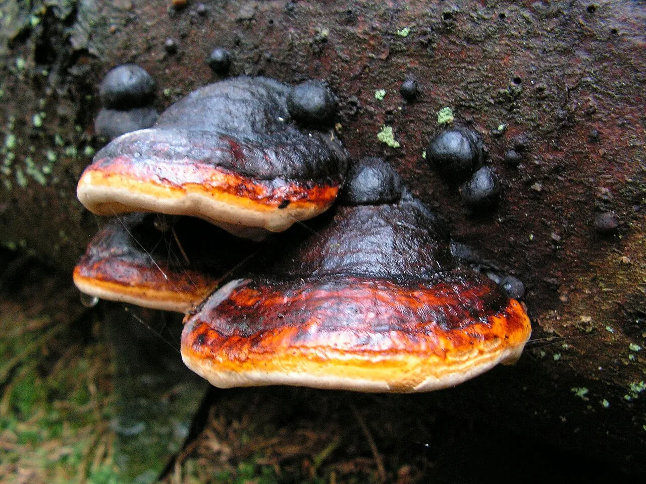 Fomitopsis rufolaccata (Fomitopsis rufolaccata) — photo mycologique