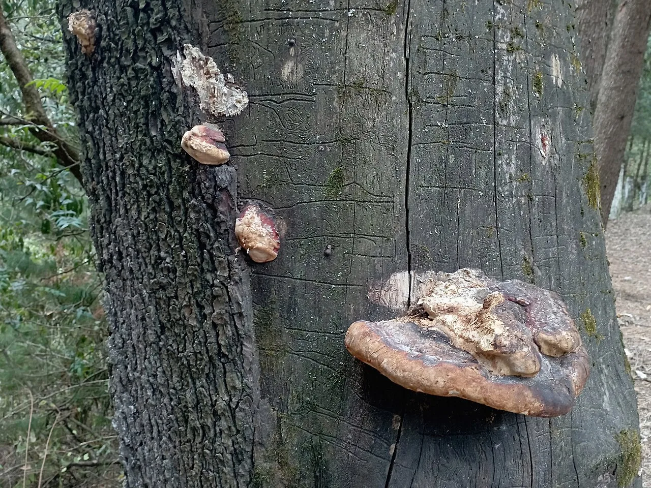 Fomitopsis schrenkii (Fomitopsis schrenkii) — photo mycologique