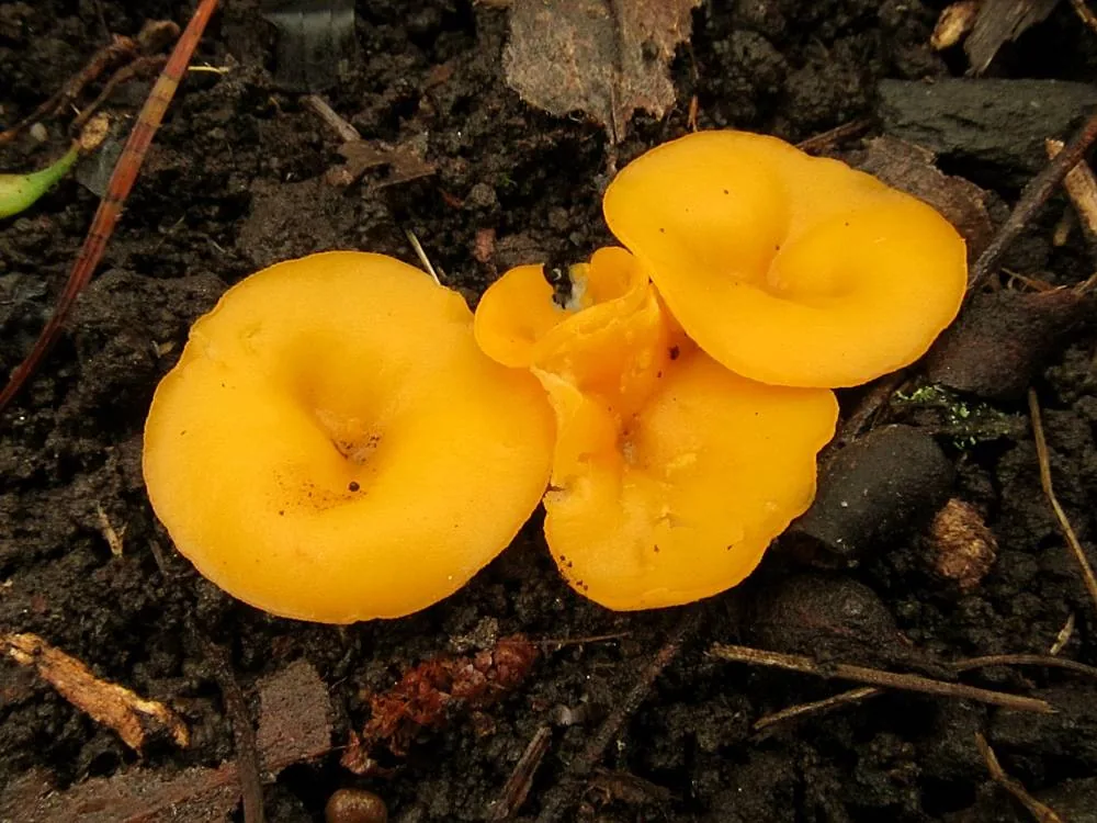 Fontanospora eccentrica (Fontanospora eccentrica) — photo mycologique