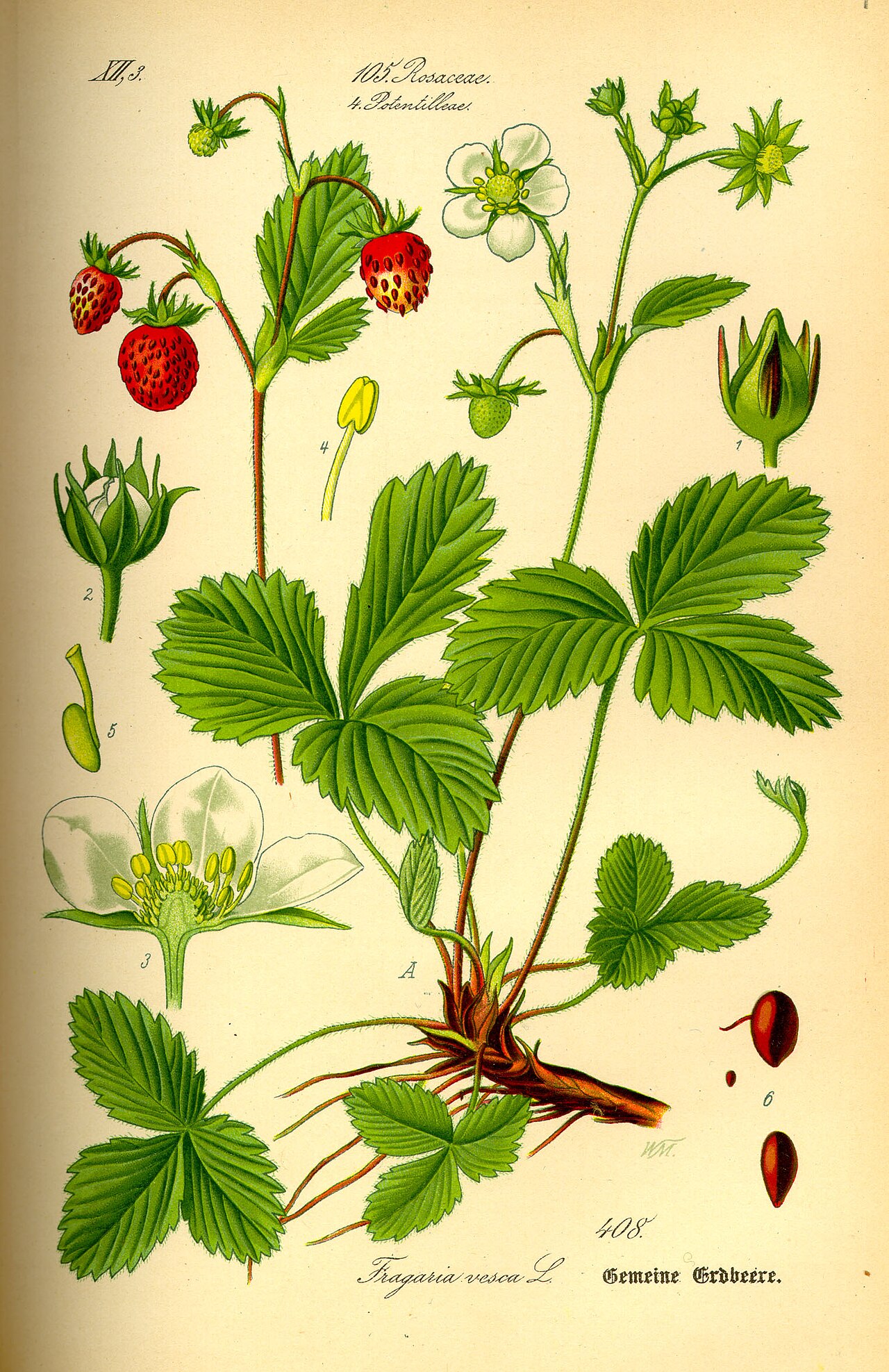 Fraisier (Fragaria) — photo botanique