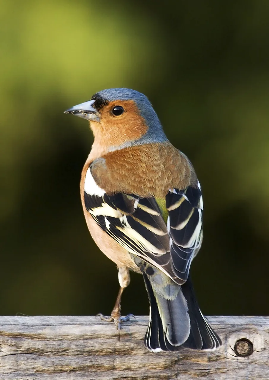 Pinson des arbres (Fringilla coelebs) — photo vertébré