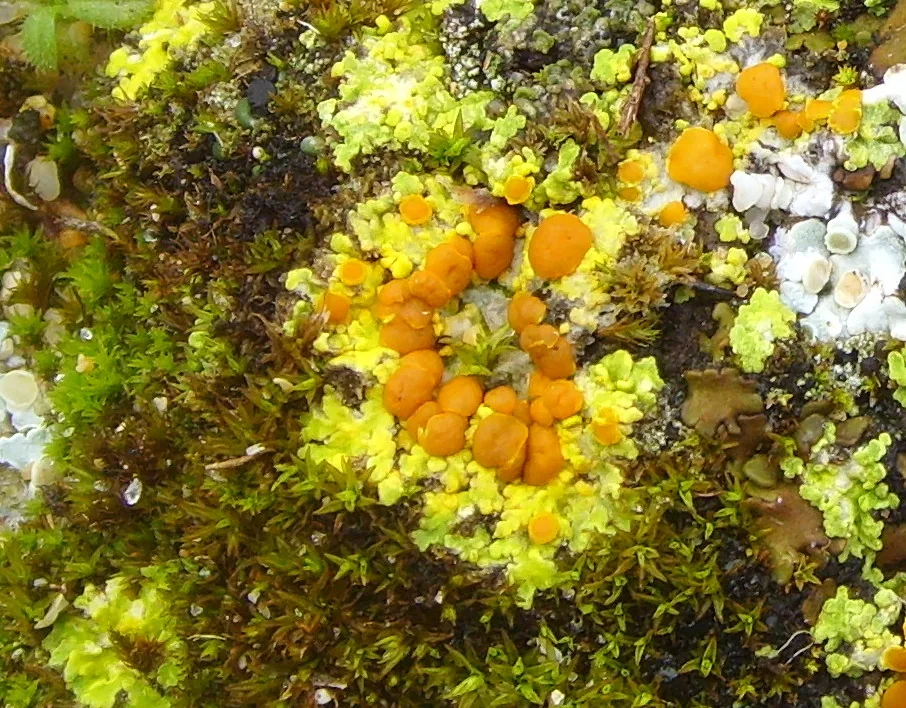 Fulgensia poeltii (Fulgensia poeltii) — photo mycologique