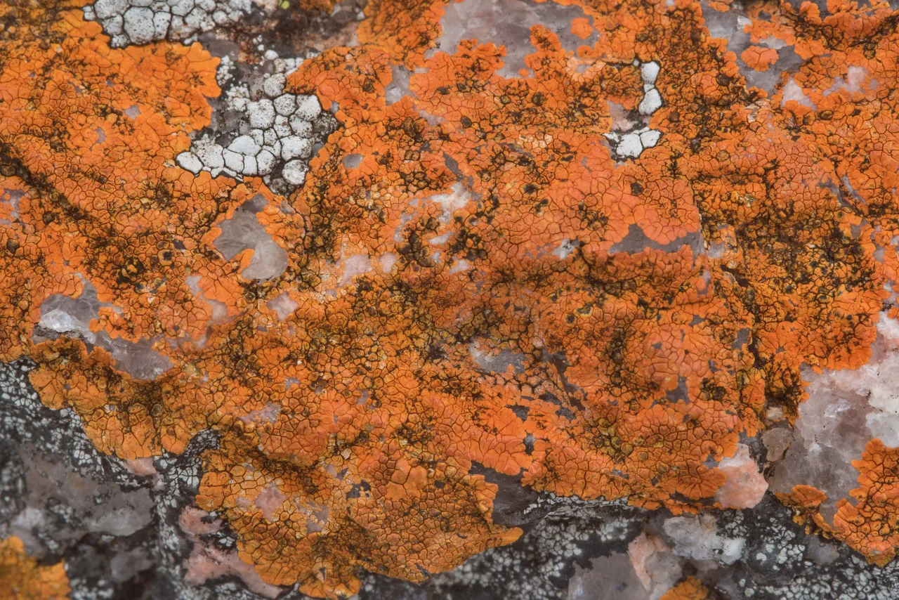 Fulgogasparrea appressa (Fulgogasparrea appressa) — photo mycologique